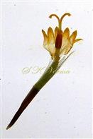  One disc floret-throat opened